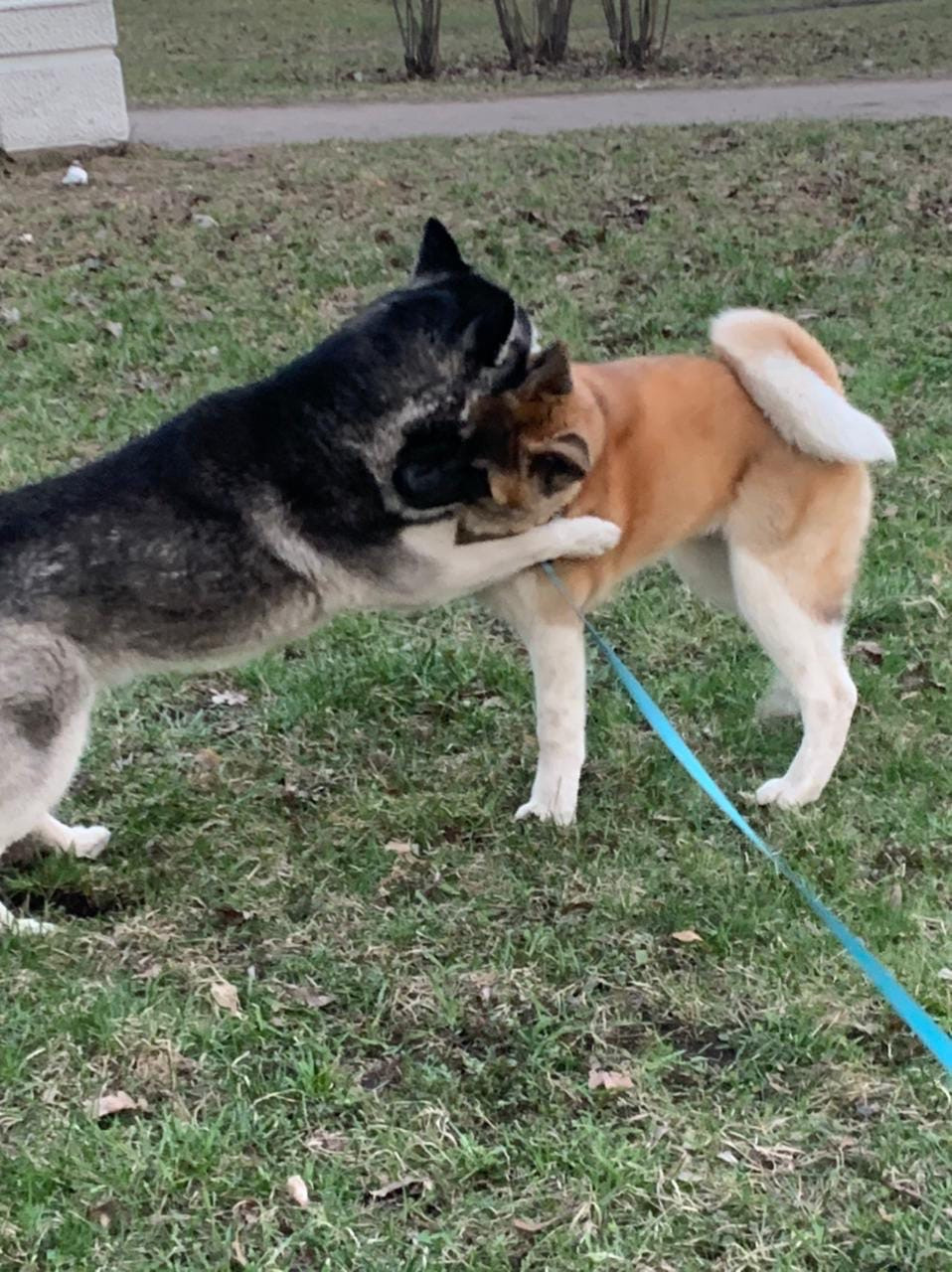 RUBYLIGHT GARMONIA * Гаара. AMERICAN AKITA RUBYLIGHT KENNEL I SHIBA-INU