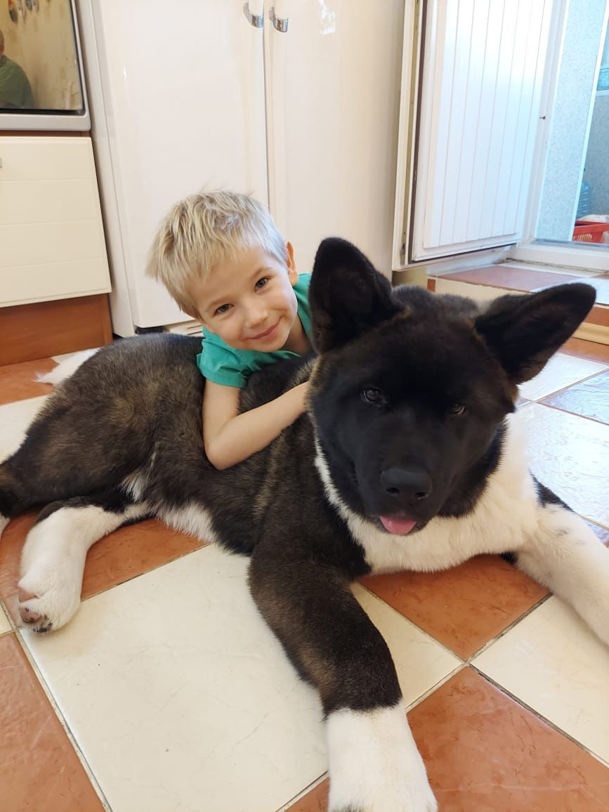 RUBYLIGHT Kiros. AMERICAN AKITA RUBYLIGHT KENNEL I SHIBA-INU