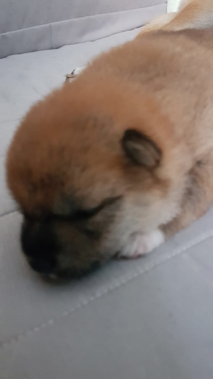 RUBYLIGHT NIKOLE, Отец: SHIOMARU EVER DREAM Мать: TRIUMF SIBIRI AKIKO CHIKAKO, Санкт-Петербург, RUBYLIGHT kennel