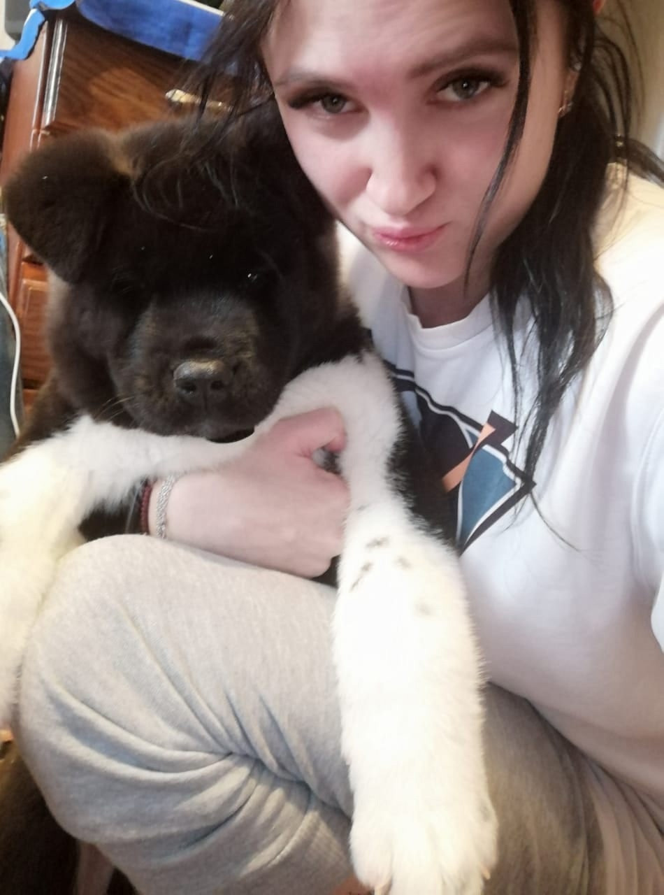 Rubylight Grom Американская акита питомник Рубилайт