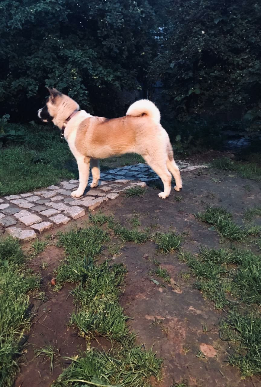 RUBYLIGHT EGEVIKA. AMERICAN AKITA RUBYLIGHT KENNEL I SHIBA-INU