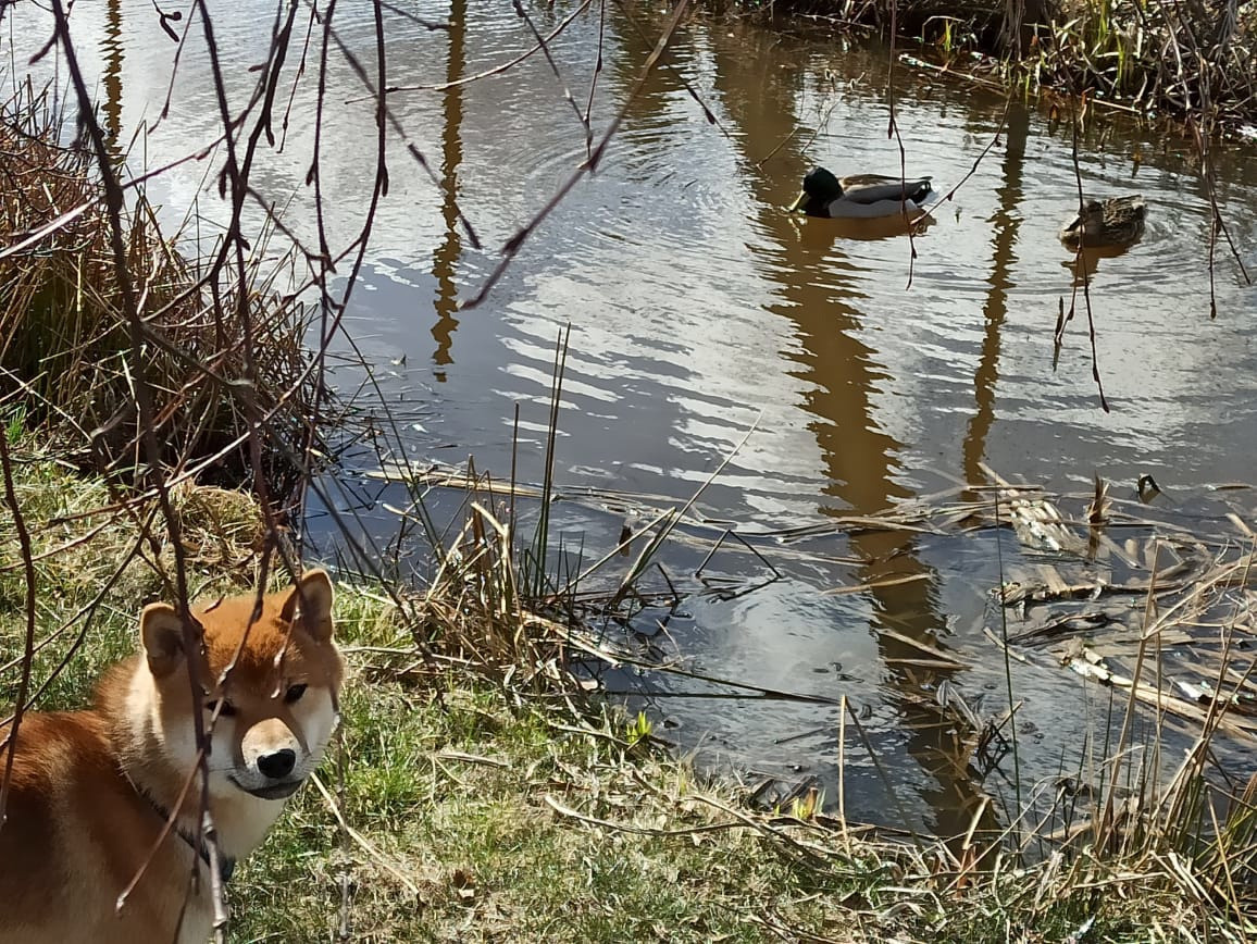 Сиба питомник RUBYLIGHT. Американская акита I Сиба ину I Питомник RUBYLIGHT