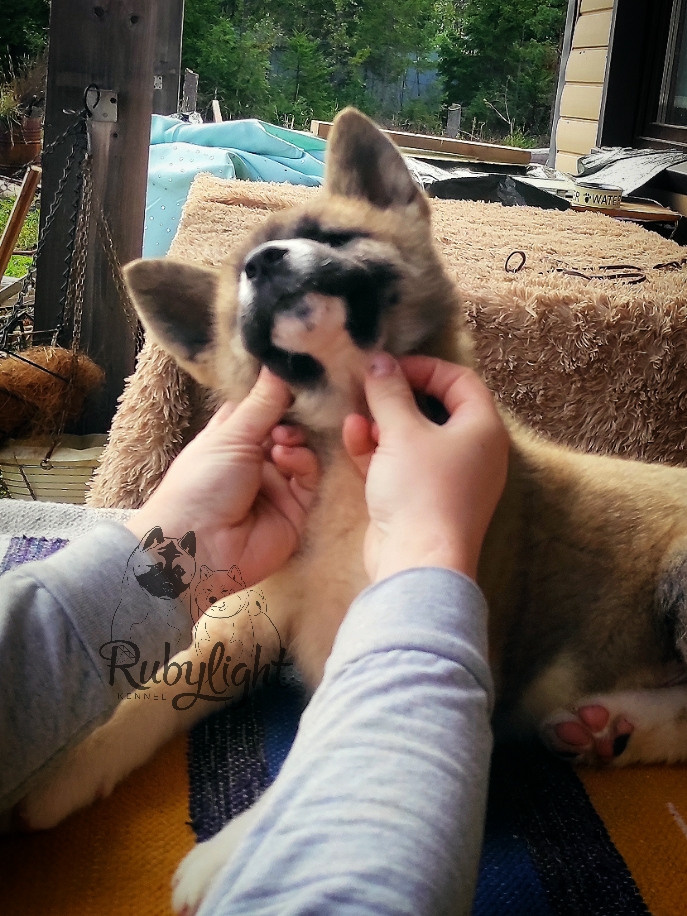 Американская акита питомник RUBYLIGHT. Американская акита I Сиба ину I Питомник RUBYLIGHT