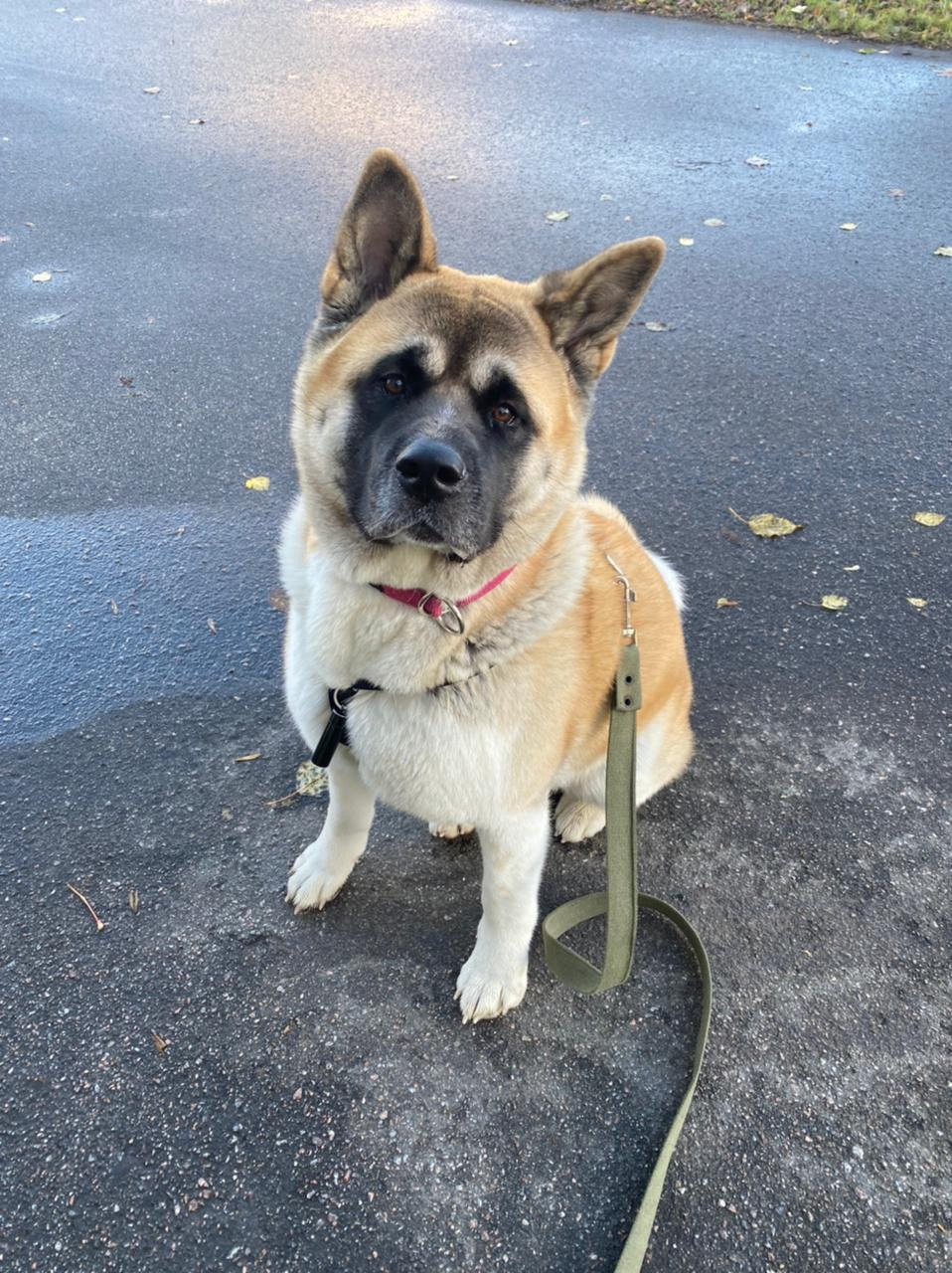 RUBYLIGHT GARMONIA * Гаара. AMERICAN AKITA RUBYLIGHT KENNEL I SHIBA-INU