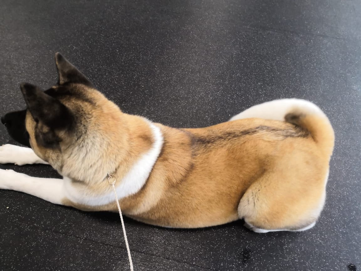 Американская акита питомник RUBYLIGHT. Американская акита I Сиба ину I Питомник RUBYLIGHT