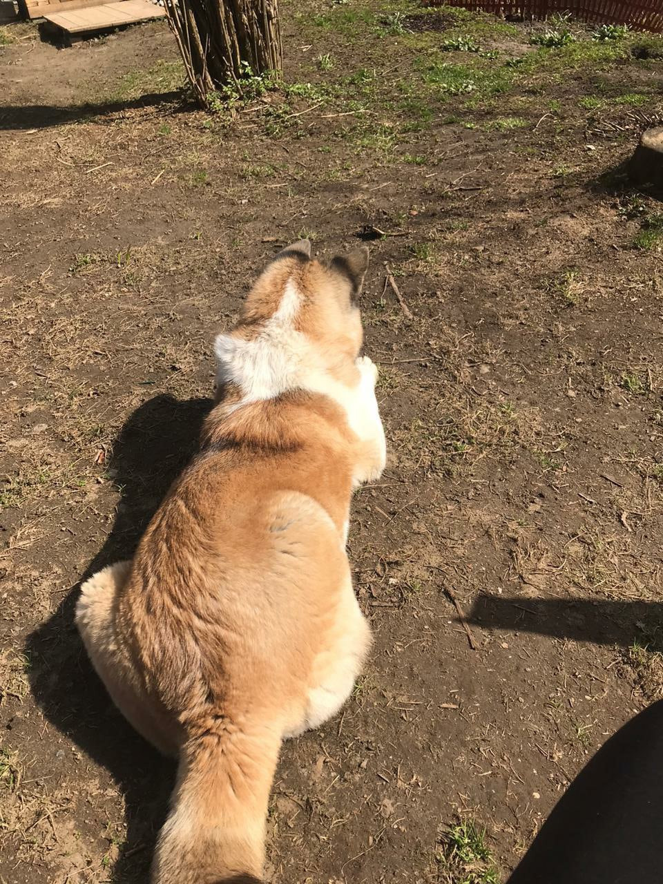 RUBYLIGHT EGEVIKA. AMERICAN AKITA RUBYLIGHT KENNEL I SHIBA-INU