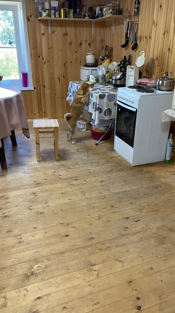 RUBYLIGHT IRON. AMERICAN AKITA RUBYLIGHT KENNEL I SHIBA-INU