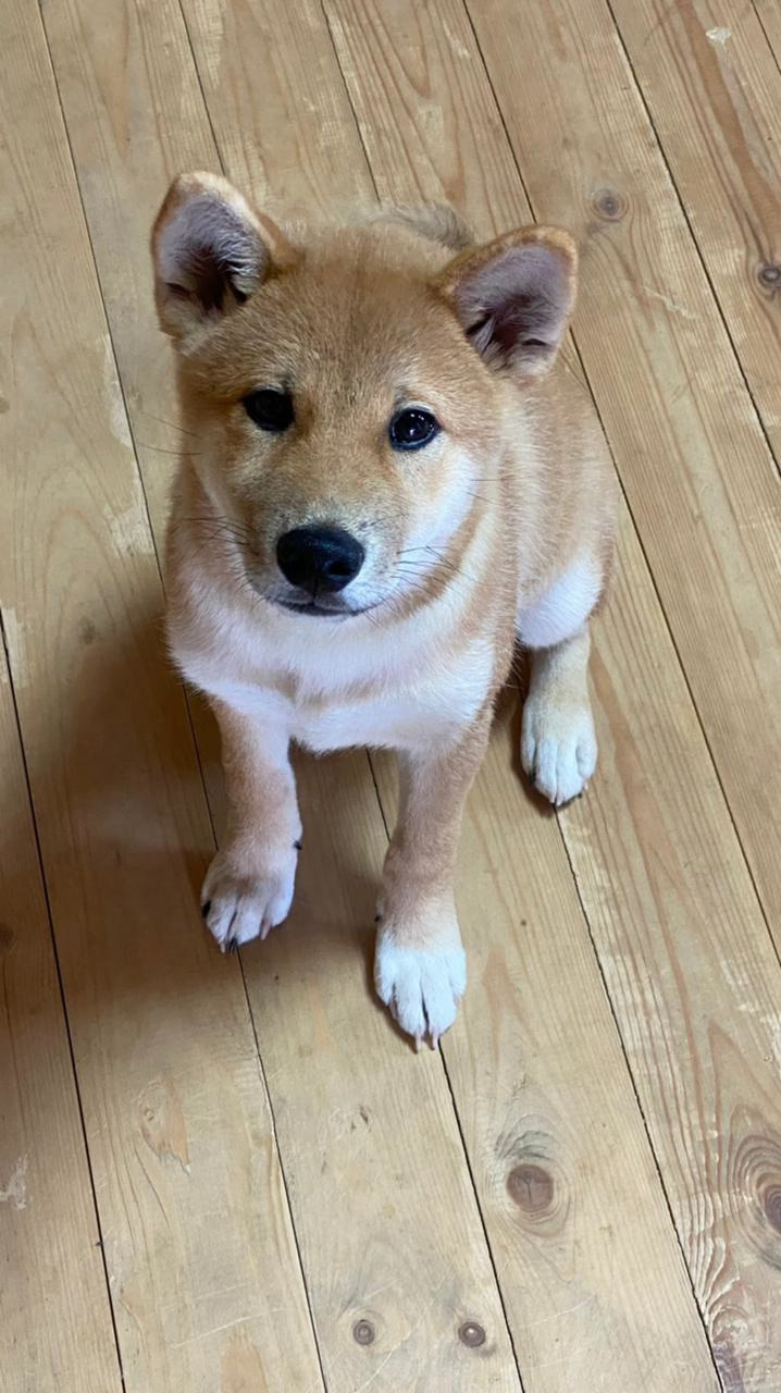 RUBYLIGHT IRON. AMERICAN AKITA RUBYLIGHT KENNEL I SHIBA-INU