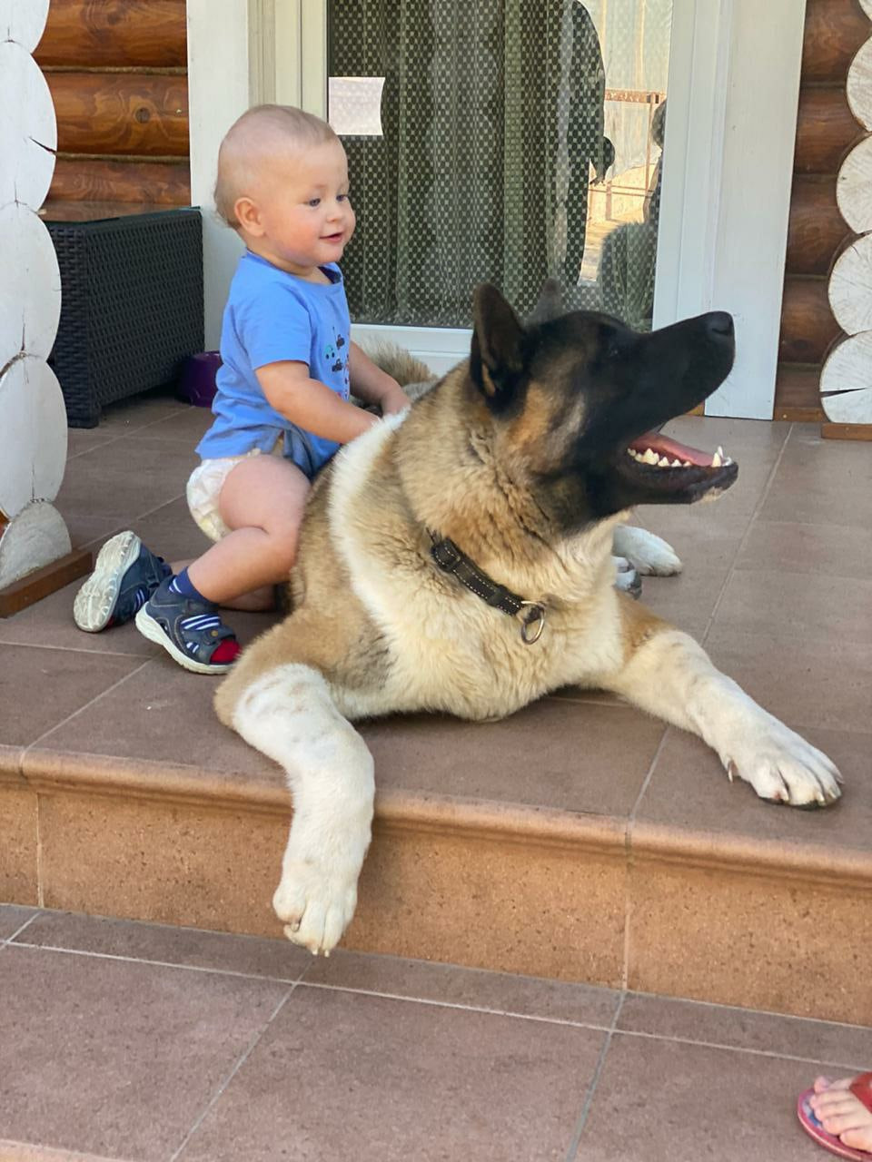 Американская акита питомник RUBYLIGHT. Американская акита I Сиба ину I Питомник RUBYLIGHT