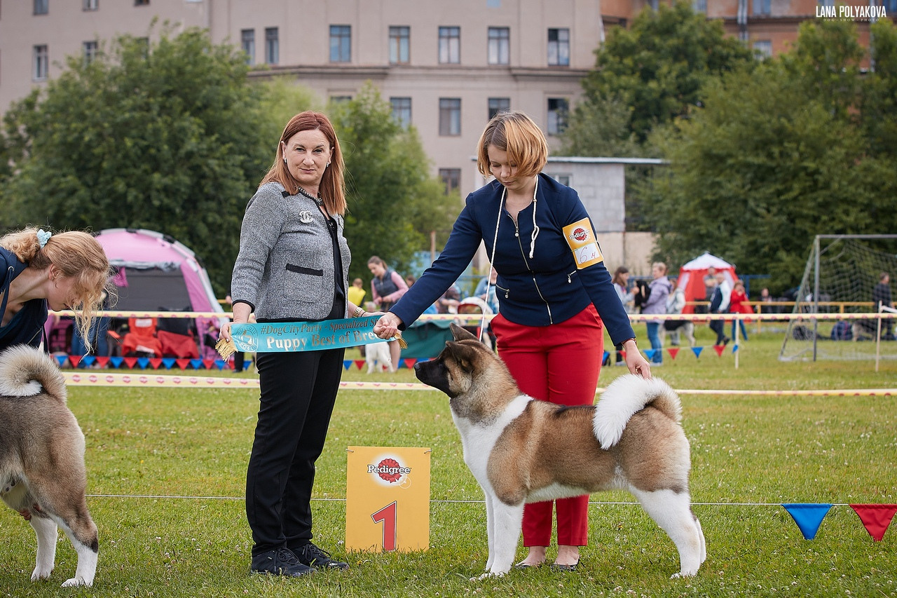 Американская акита питомник RUBYLIGHT. Американская акита I Сиба ину I Питомник RUBYLIGHT