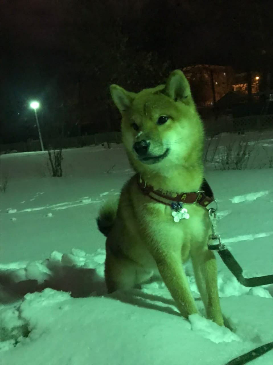 RUBYLIGHT DIN WINCHESTER. AMERICAN AKITA RUBYLIGHT KENNEL I SHIBA-INU