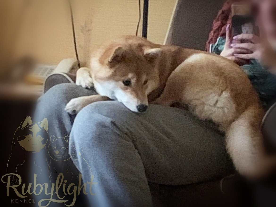 Сиба питомник RUBYLIGHT. Американская акита I Сиба ину I Питомник RUBYLIGHT