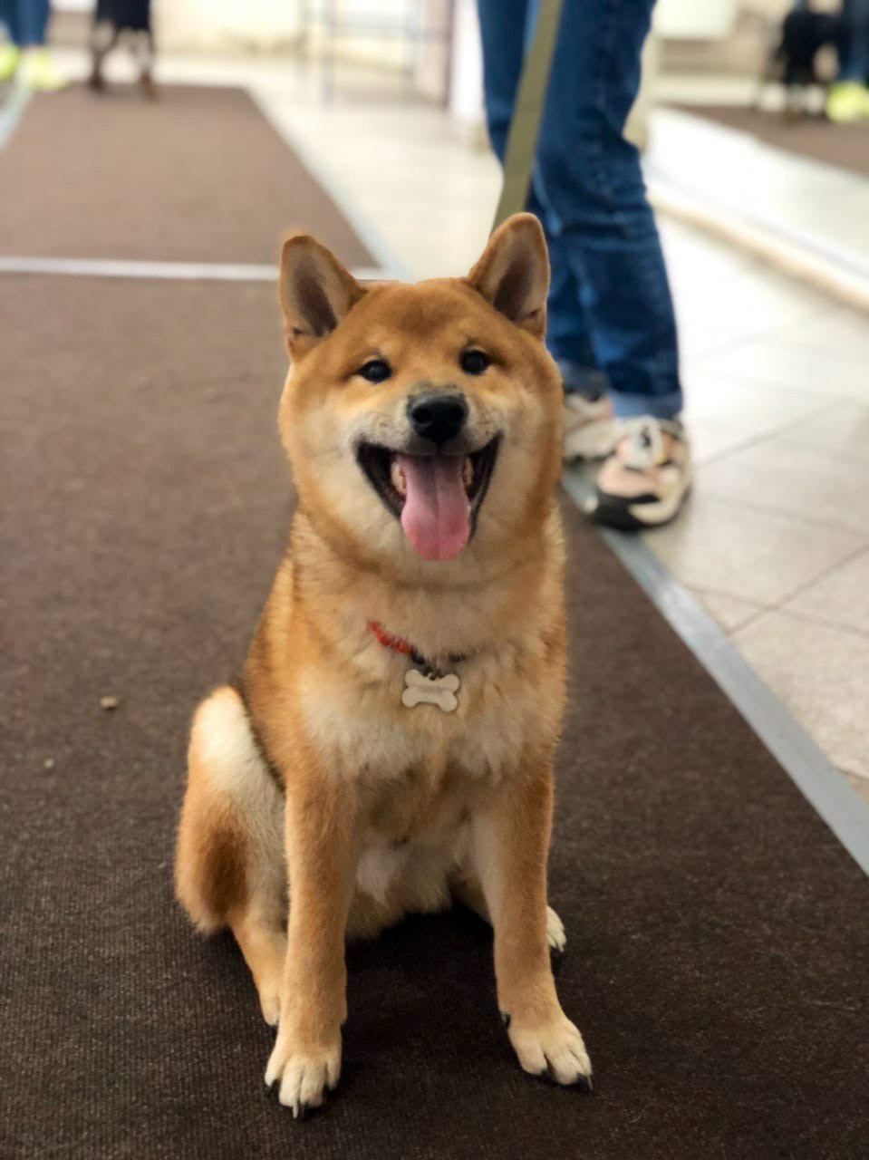 RUBYLIGHT DIN WINCHESTER. AMERICAN AKITA RUBYLIGHT KENNEL I SHIBA-INU