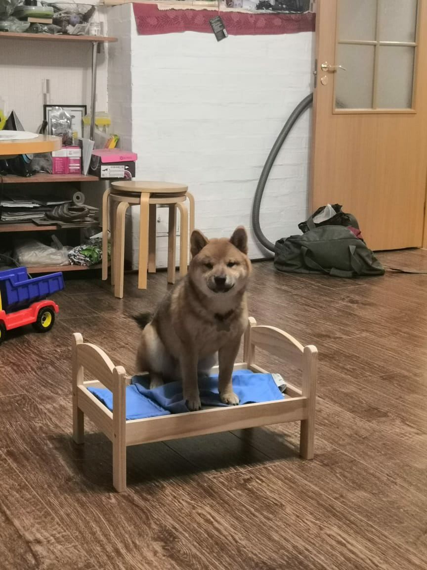 RUBYLIGHT DEXTER. AMERICAN AKITA RUBYLIGHT KENNEL I SHIBA-INU