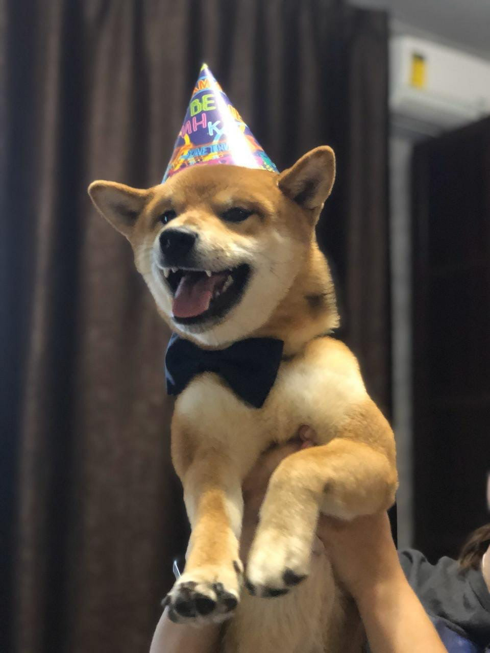 RUBYLIGHT DIN WINCHESTER. AMERICAN AKITA RUBYLIGHT KENNEL I SHIBA-INU