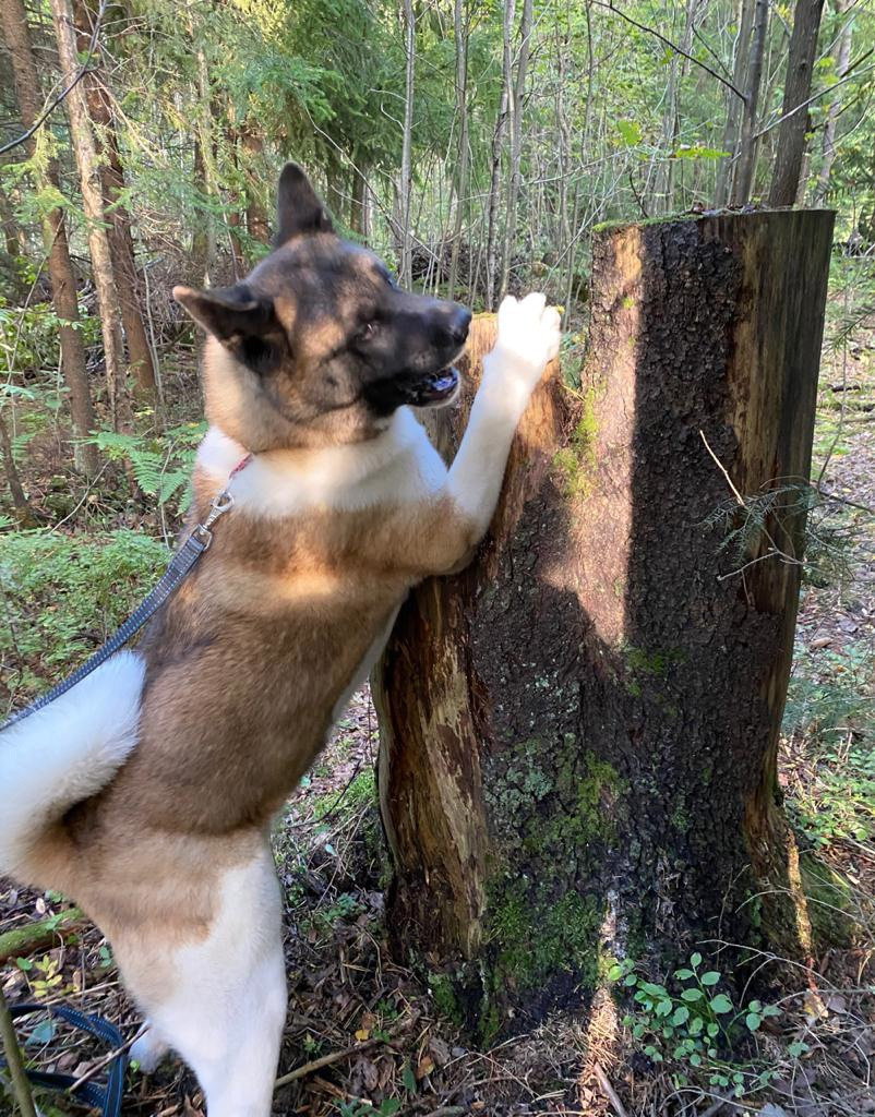 Американская акита питомник RUBYLIGHT. Американская акита I Сиба ину I Питомник RUBYLIGHT