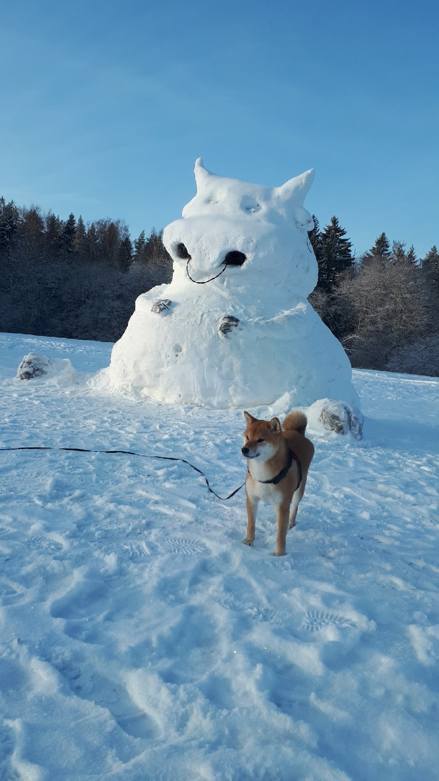 RUBYLIGHT DOLL * Долька (Отец: Хиро * HANDZIMEMESITE HIRO , Мать: Дэва * ZOLOTO PARTII DEVANA GODDESS OF HUNT) сиба