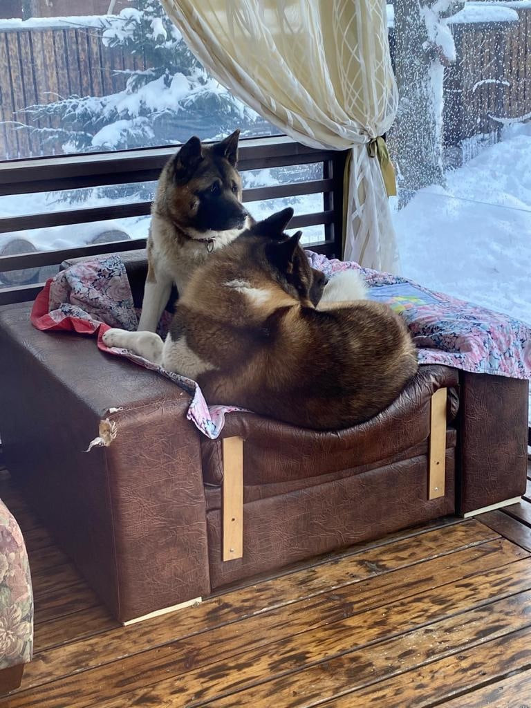 Американская акита питомник RUBYLIGHT. Американская акита I Сиба ину I Питомник RUBYLIGHT