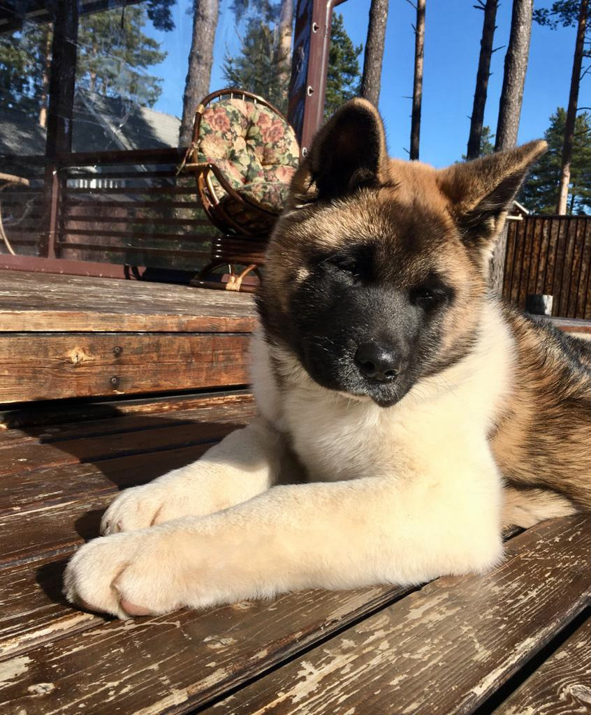 Американская акита питомник RUBYLIGHT. Американская акита I Сиба ину I Питомник RUBYLIGHT