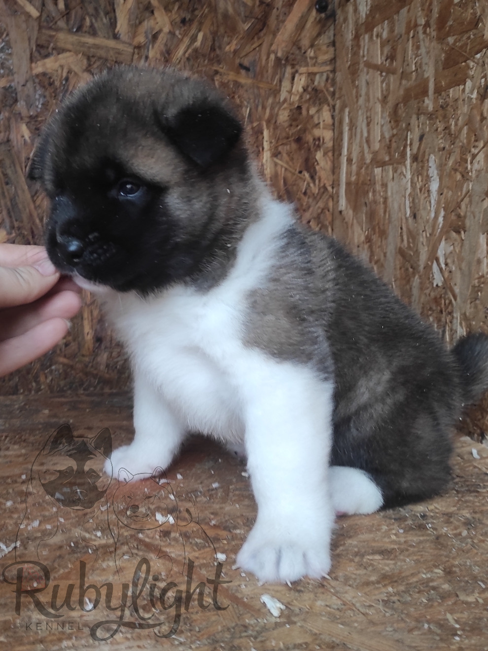 RUBYLIGHT MOLNIYA, Дата рождения 03.10.2021Мама DANCING QUEEN Папа NATIVEBEAR LEGION MAN , щенки Американская Акита RUBYLIGHT питомник Санкт-Петербург