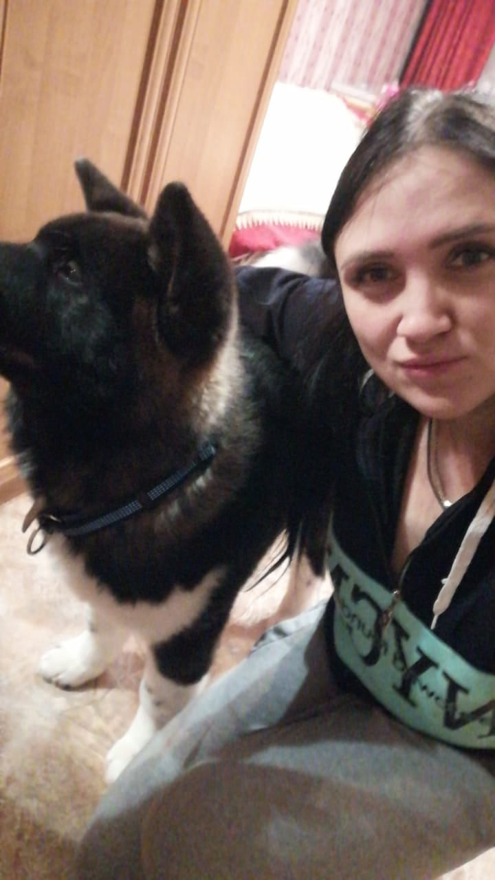 Rubylight Grom Американская акита питомник Рубилайт