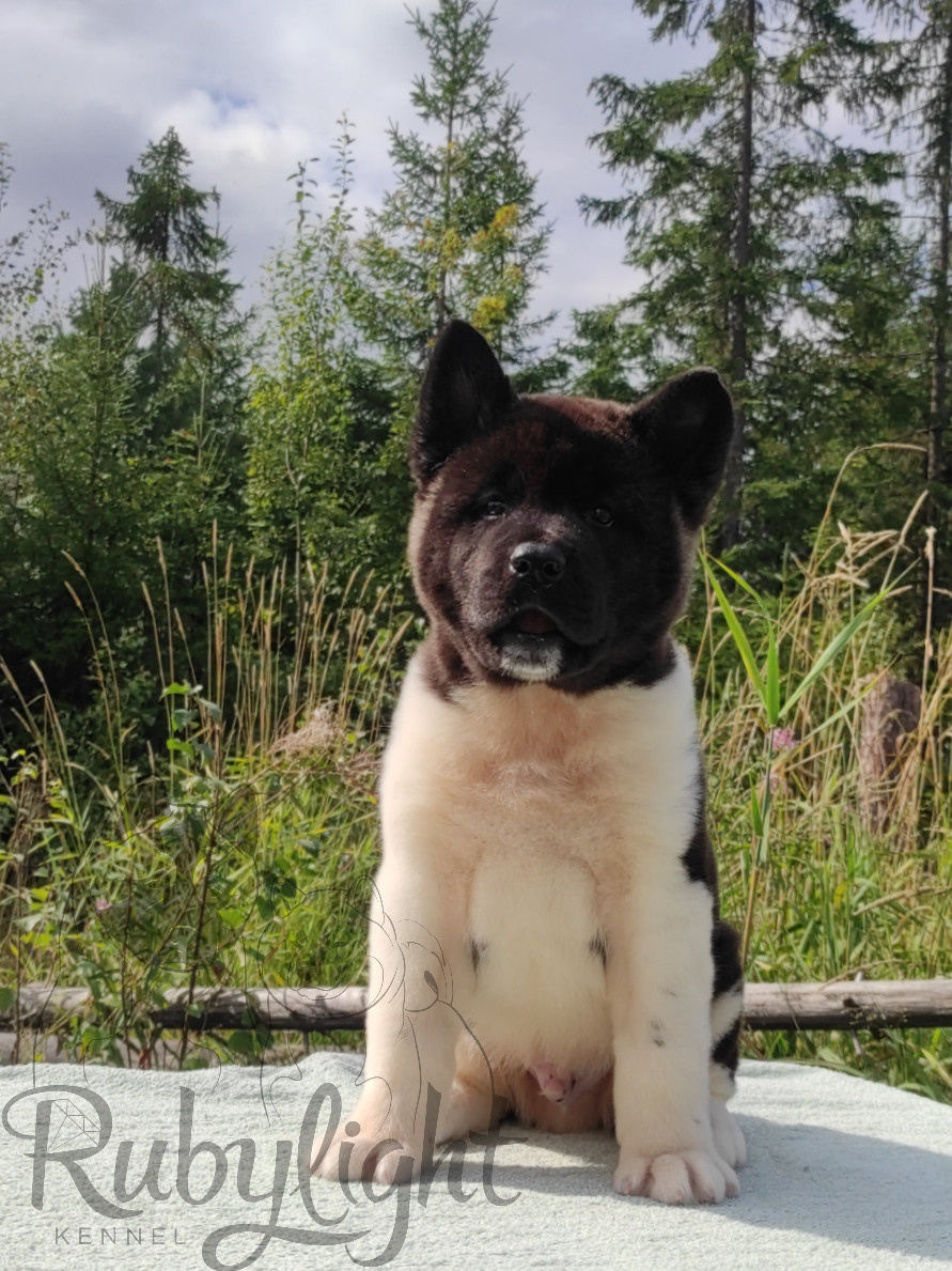 RUBYLIGHT King. AMERICAN AKITA RUBYLIGHT KENNEL I SHIBA-INU