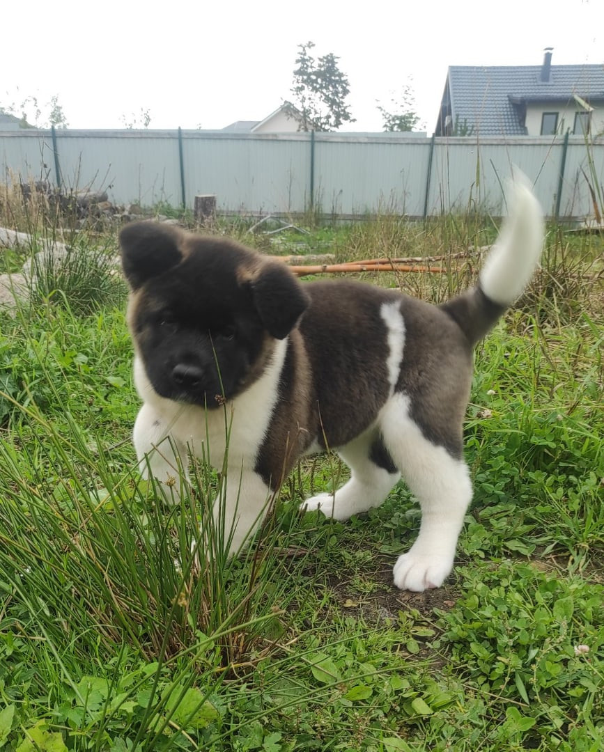 Американская акита питомник RUBYLIGHT. Американская акита I Сиба ину I Питомник RUBYLIGHT