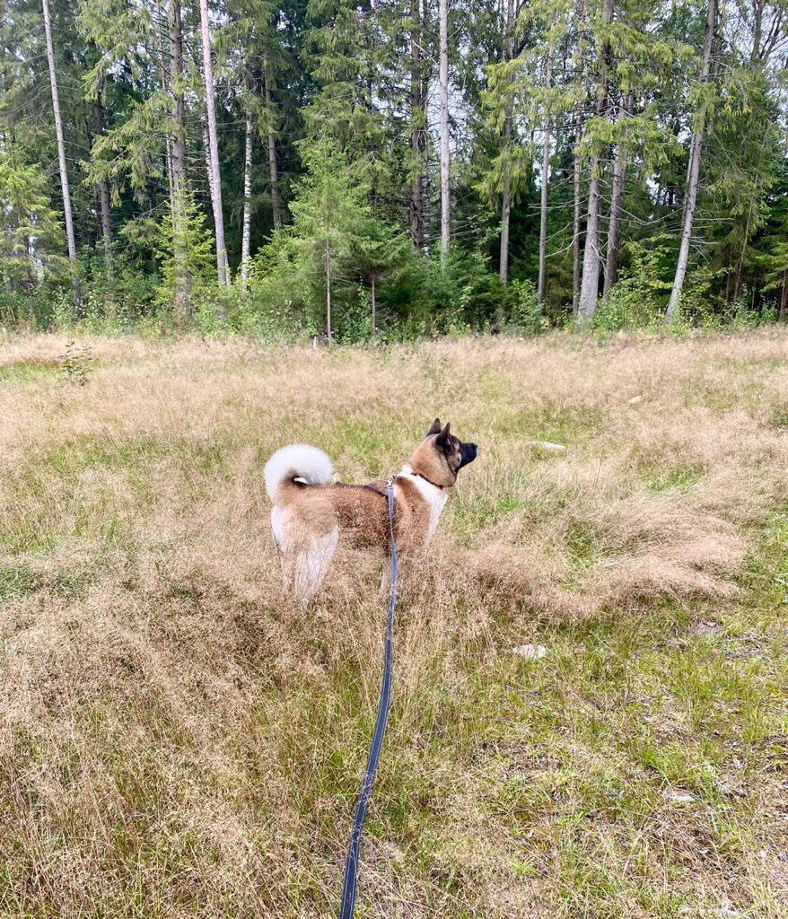 Американская акита питомник RUBYLIGHT. Американская акита I Сиба ину I Питомник RUBYLIGHT