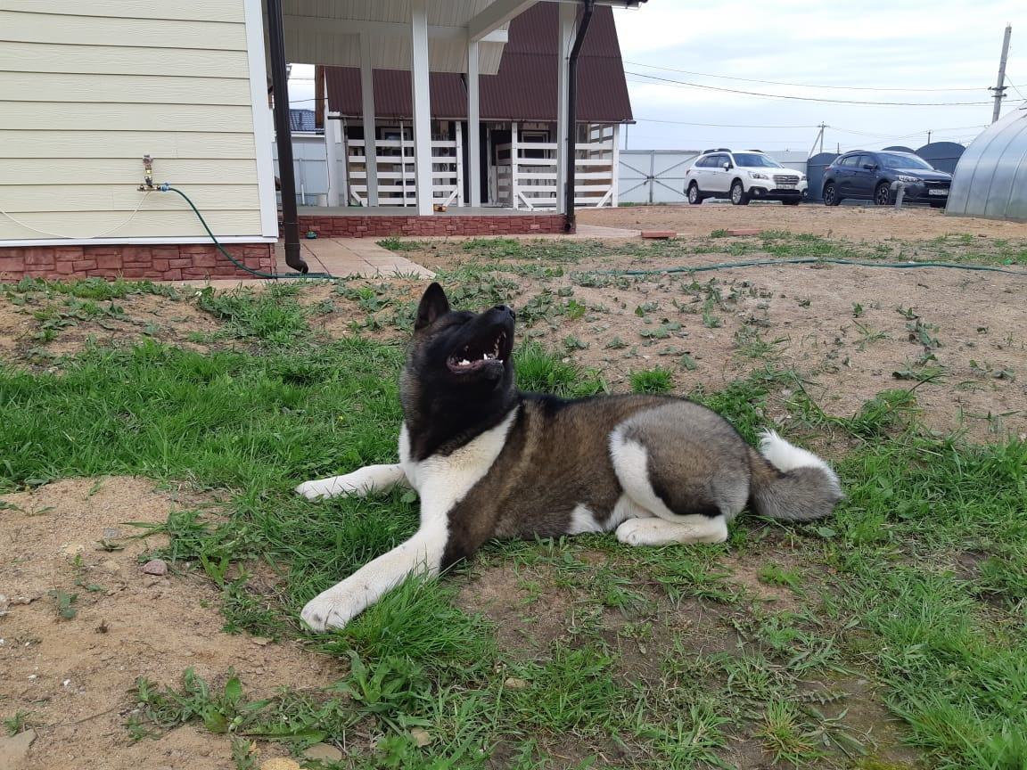 RUBYLIGHT GARRY * Гарри. AMERICAN AKITA RUBYLIGHT KENNEL I SHIBA-INU