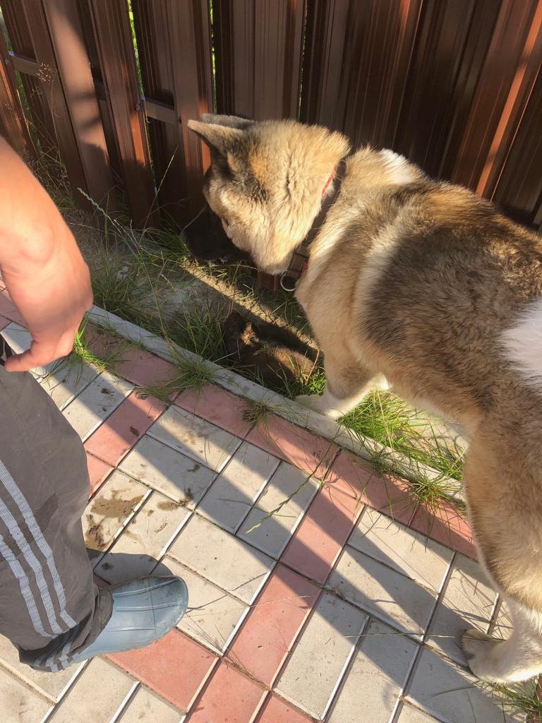 RUBYLIGHT BISHAMON * Тиль. AMERICAN AKITA RUBYLIGHT KENNEL I SHIBA-INU