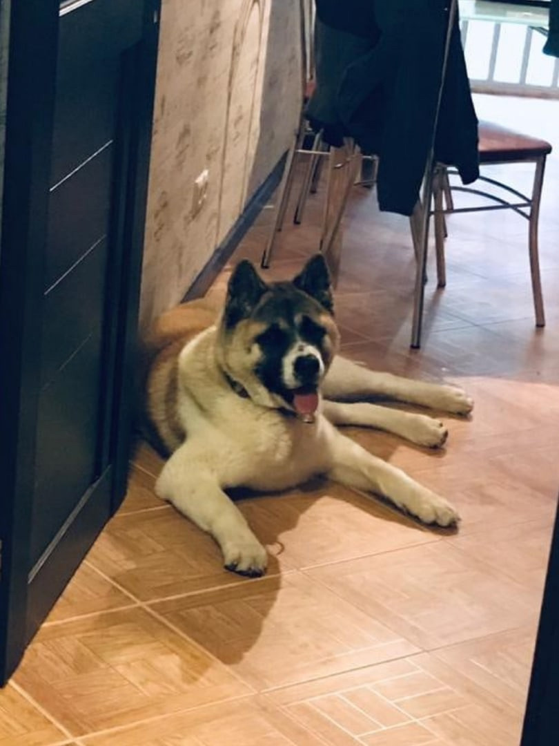 RUBYLIGHT EGEVIKA. AMERICAN AKITA RUBYLIGHT KENNEL I SHIBA-INU