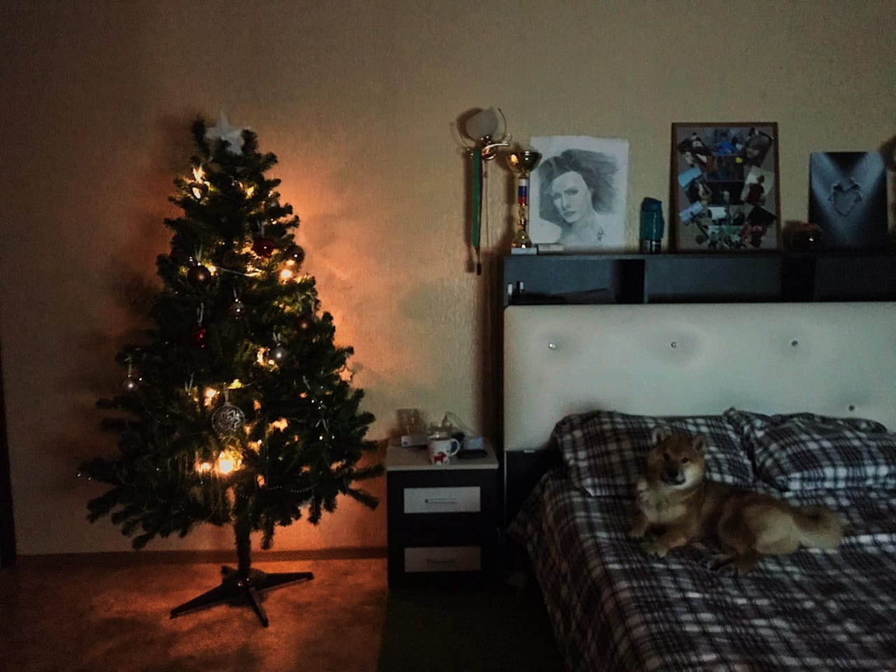 RUBYLIGHT DIN WINCHESTER. AMERICAN AKITA RUBYLIGHT KENNEL I SHIBA-INU