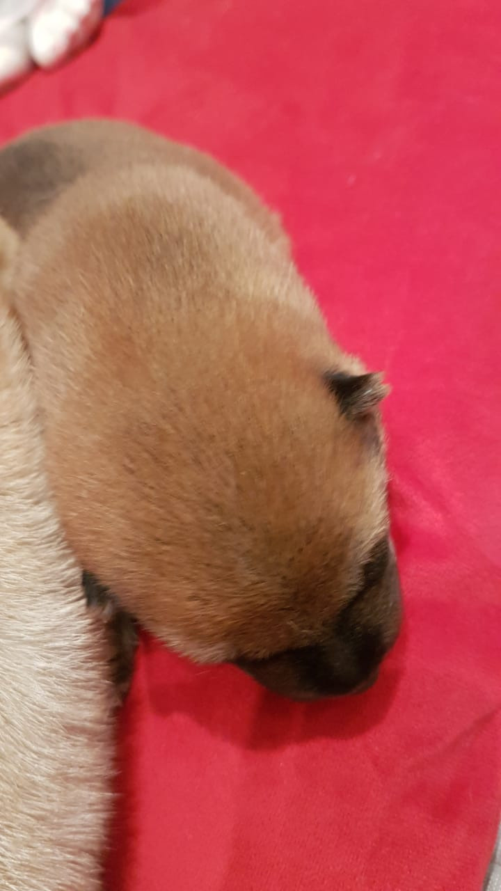 RUBYLIGHT NIKOLE, Отец: SHIOMARU EVER DREAM Мать: TRIUMF SIBIRI AKIKO CHIKAKO, Санкт-Петербург, RUBYLIGHT kennel