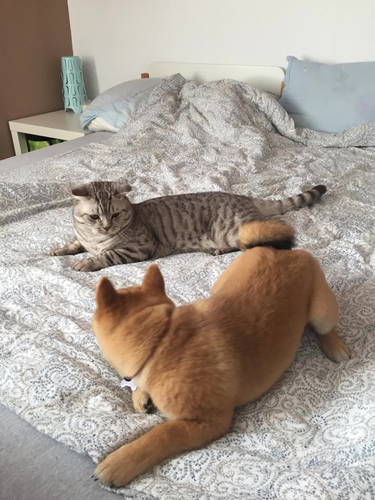 RUBYLIGHT DEXTER. AMERICAN AKITA RUBYLIGHT KENNEL I SHIBA-INU