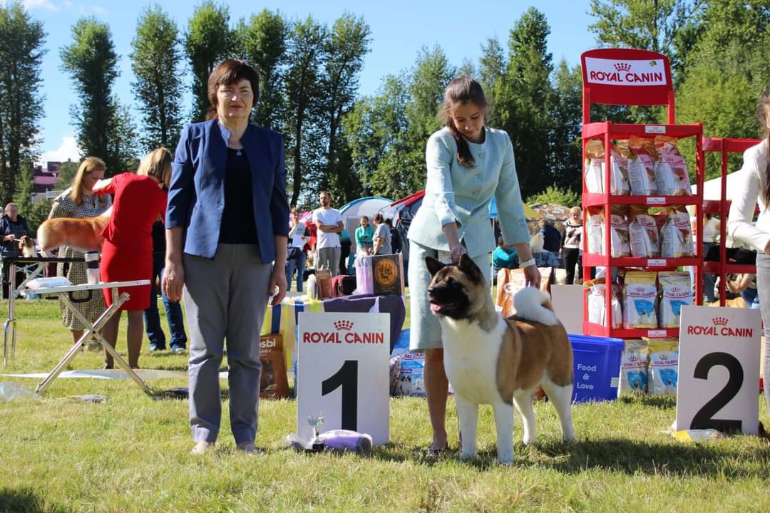 Американская акита питомник RUBYLIGHT. Американская акита I Сиба ину I Питомник RUBYLIGHT