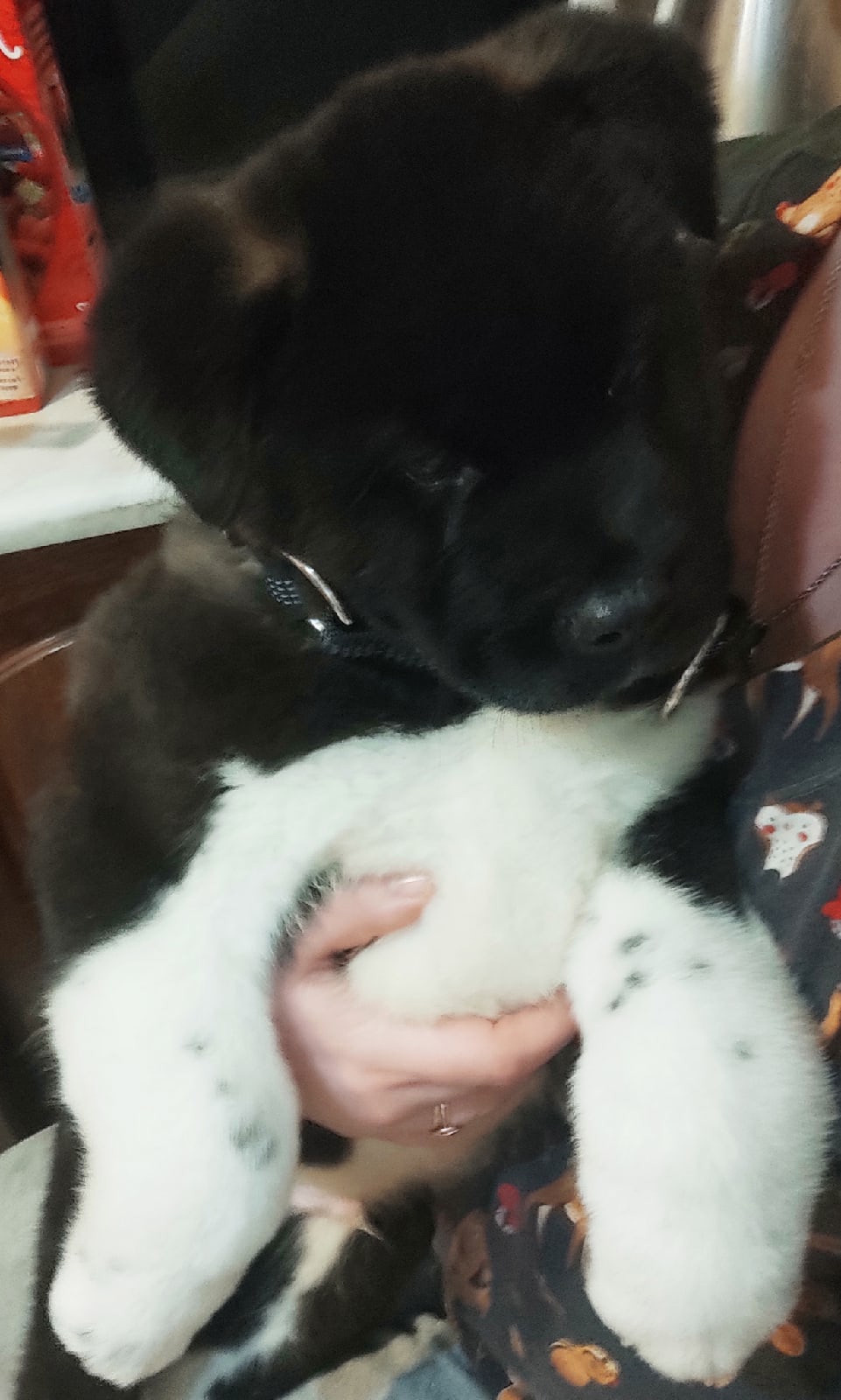 Rubylight Grom Американская акита питомник Рубилайт