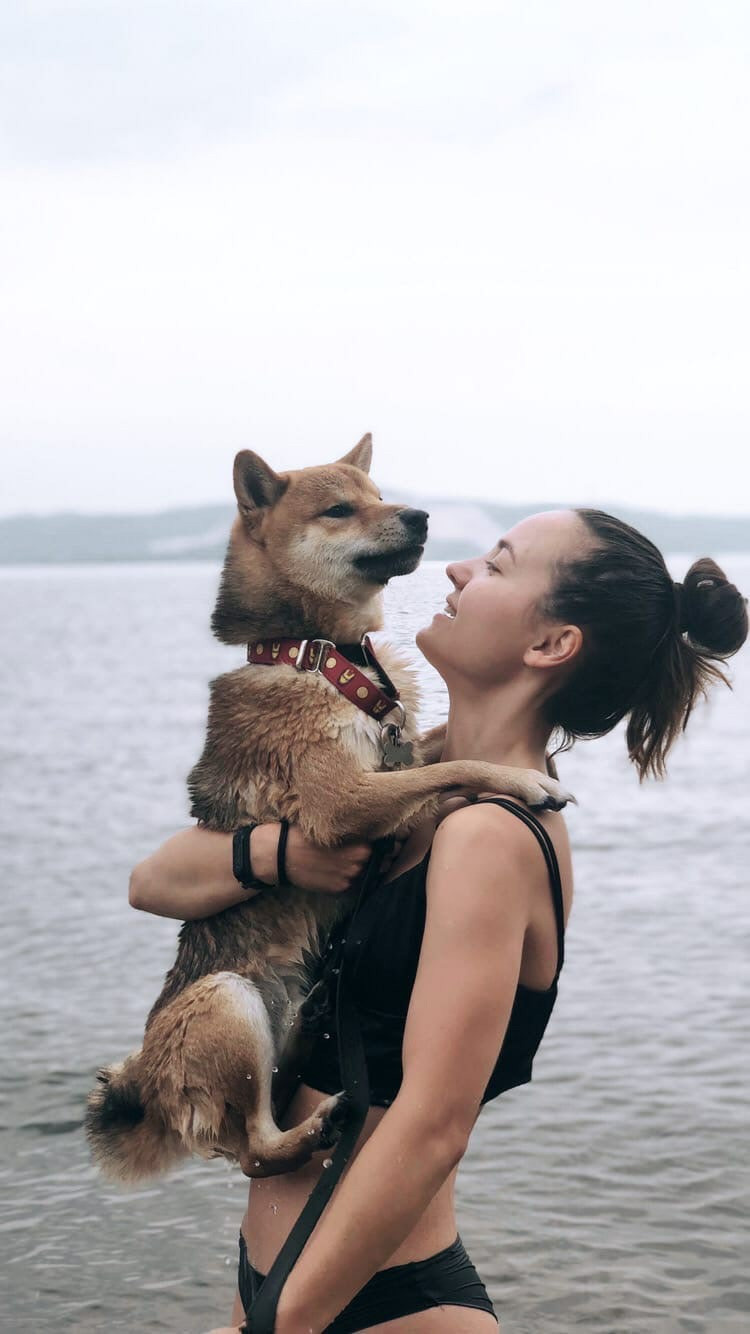 RUBYLIGHT DIN WINCHESTER. AMERICAN AKITA RUBYLIGHT KENNEL I SHIBA-INU