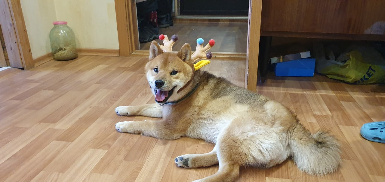 RUBYLIGHT DEXTER. AMERICAN AKITA RUBYLIGHT KENNEL I SHIBA-INU