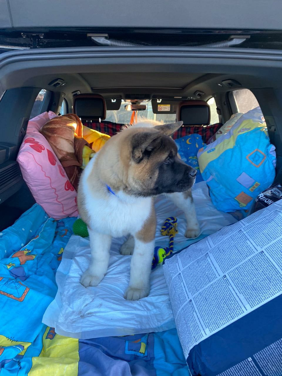 Американская акита питомник RUBYLIGHT. Американская акита I Сиба ину I Питомник RUBYLIGHT