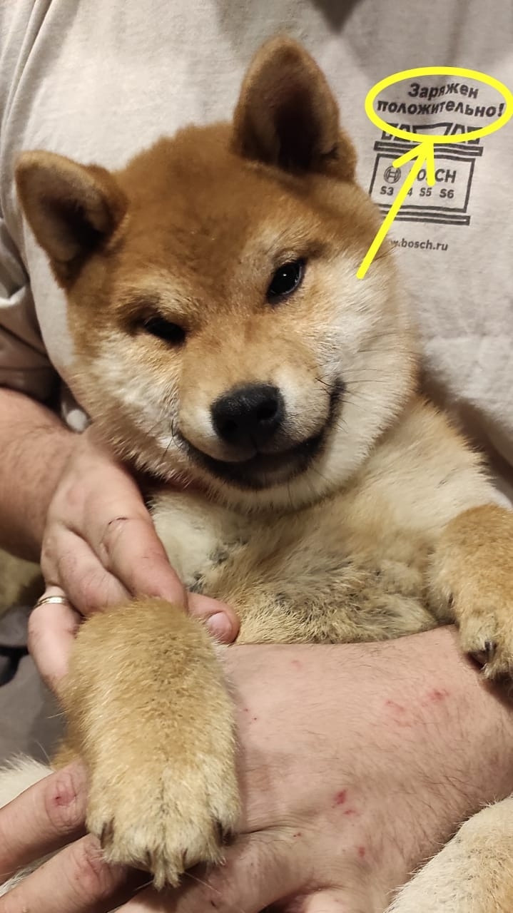 Кобель для вязки сиба Санкт-Петербург питомник Рубилайт Rubylight Тор * Exceligmos Victor