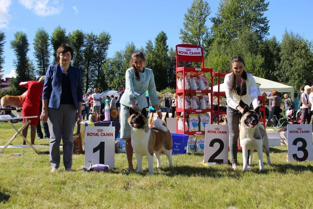 Американская акита питомник RUBYLIGHT. Американская акита I Сиба ину I Питомник RUBYLIGHT