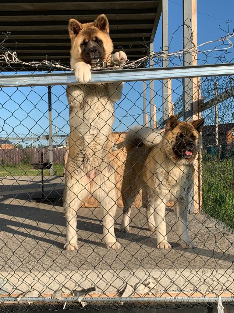RUBYLIGHT GRACE  & RUBYLIGHT GLORIA. AMERICAN AKITA RUBYLIGHT KENNEL I SHIBA-INU