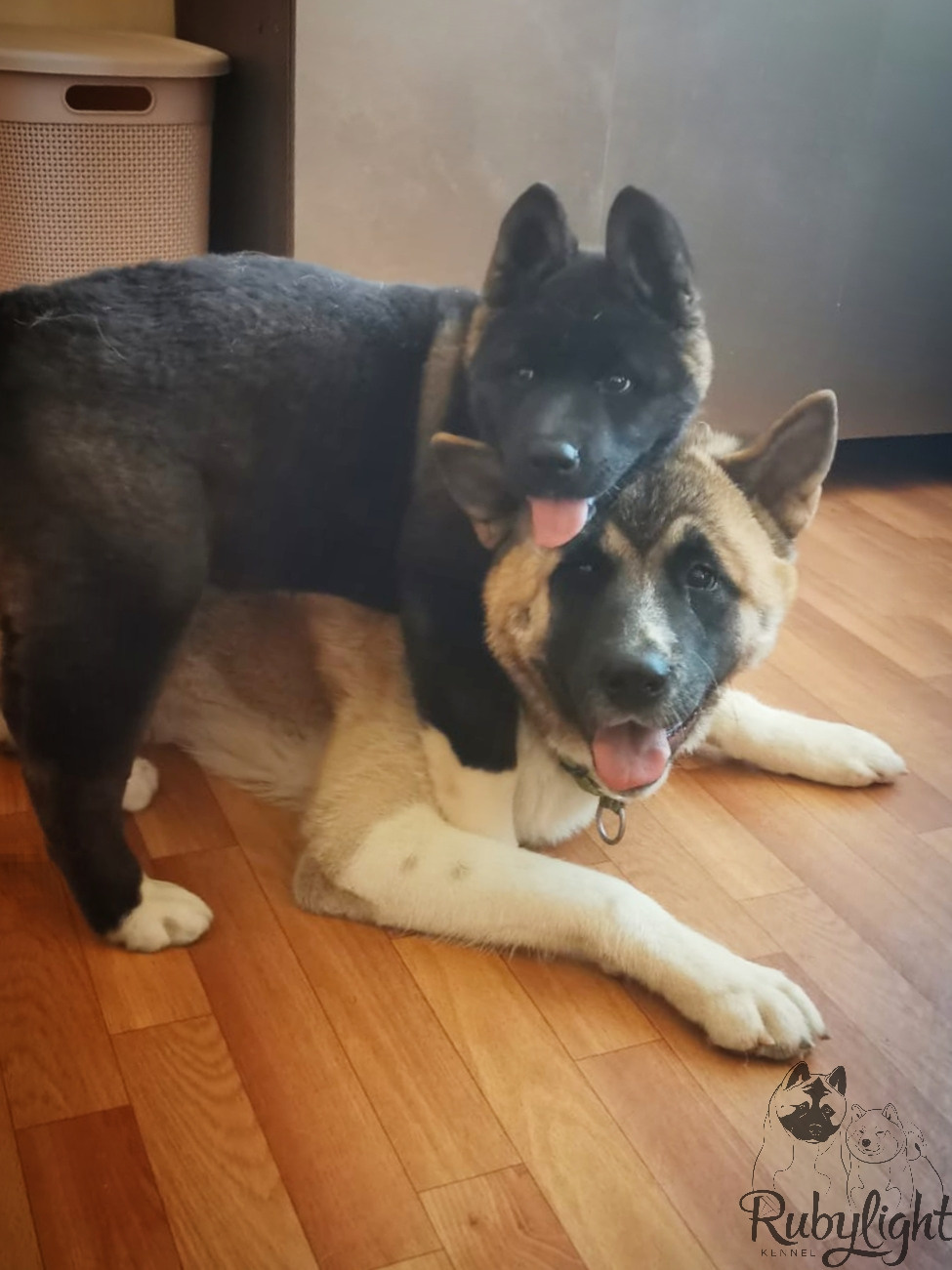 RUBYLIGHT GUCHI * Гуччи. AMERICAN AKITA RUBYLIGHT KENNEL I SHIBA-INU