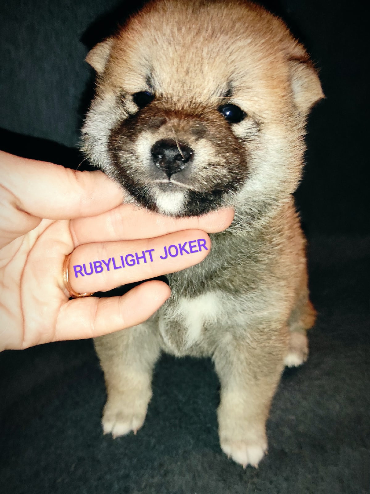 RUBYLIGHT Joker. AMERICAN AKITA RUBYLIGHT KENNEL I SHIBA-INU