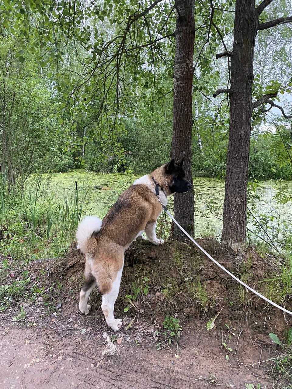 Американская акита питомник RUBYLIGHT. Американская акита I Сиба ину I Питомник RUBYLIGHT