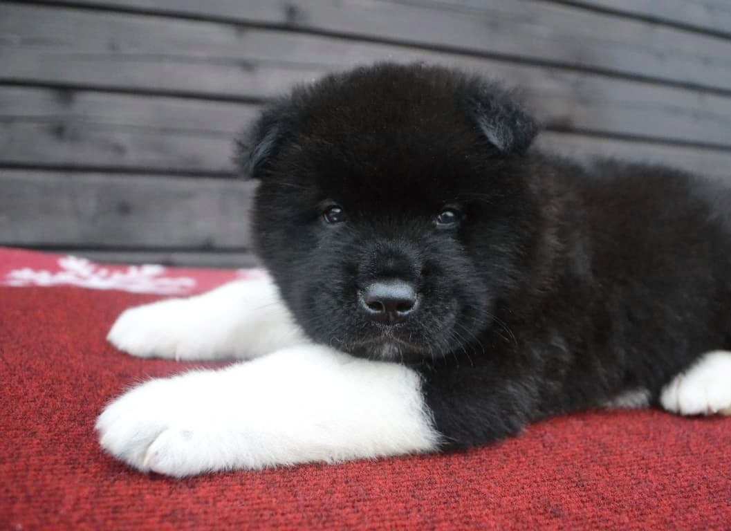 Rubylight Grom Американская акита питомник Рубилайт