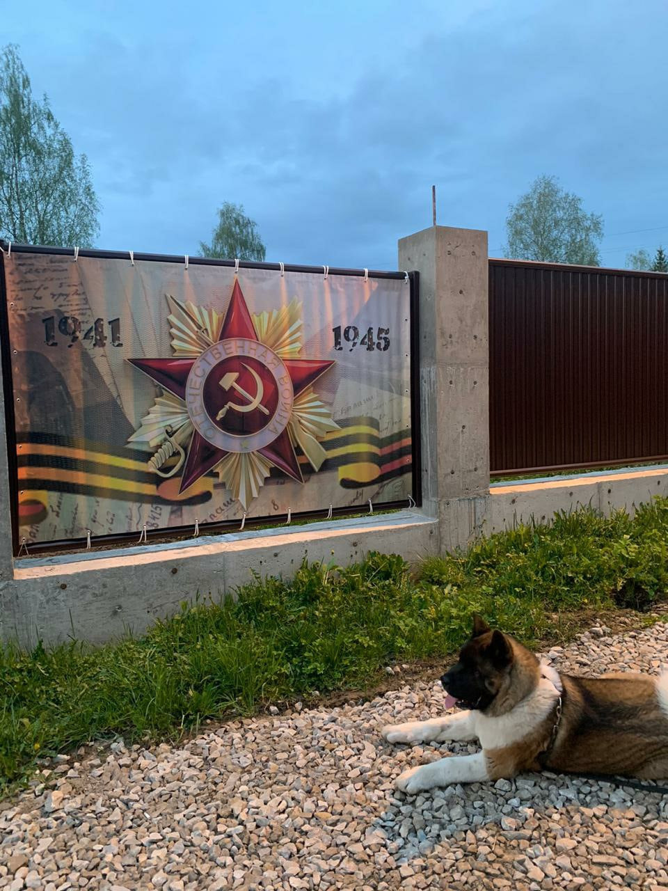 Американская акита питомник RUBYLIGHT. Американская акита I Сиба ину I Питомник RUBYLIGHT