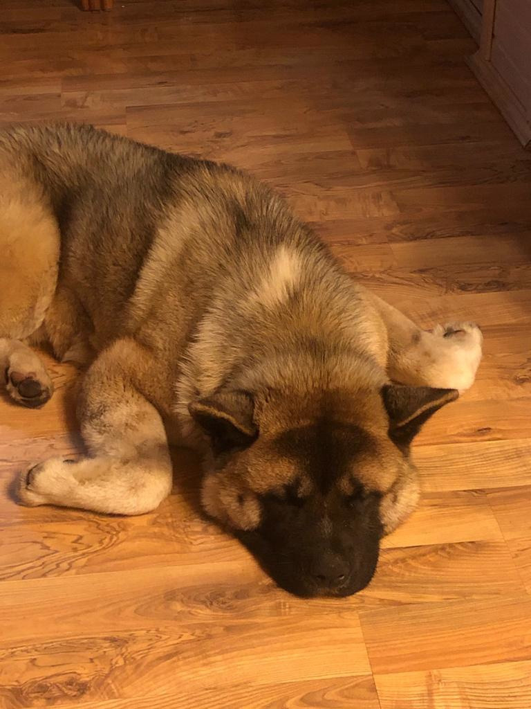 RUBYLIGHT BISHAMON * Тиль. AMERICAN AKITA RUBYLIGHT KENNEL I SHIBA-INU