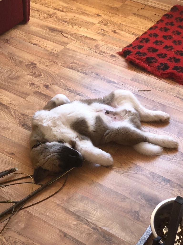 RUBYLIGHT BISHAMON * Тиль. AMERICAN AKITA RUBYLIGHT KENNEL I SHIBA-INU