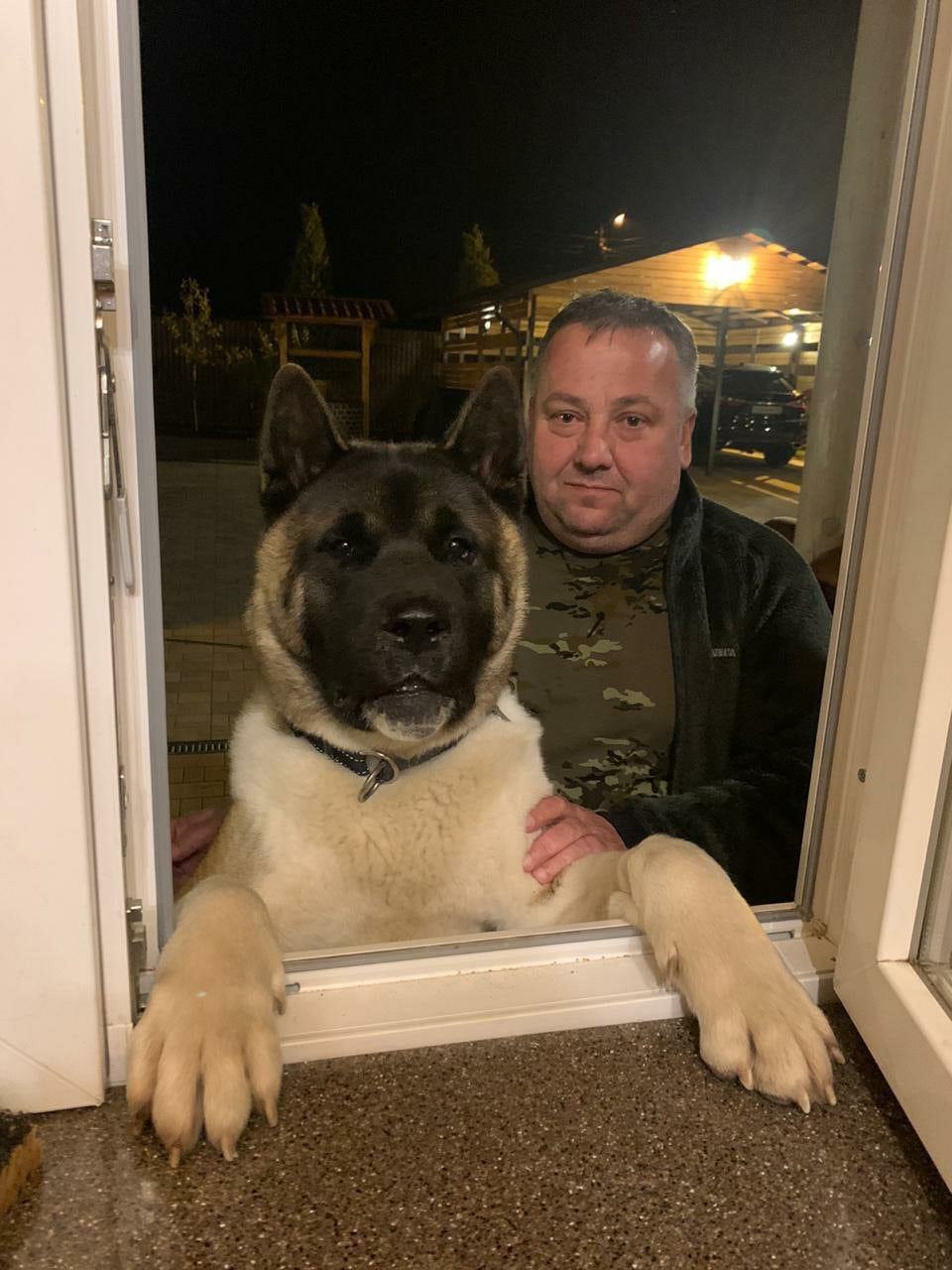 Американская акита питомник RUBYLIGHT. Американская акита I Сиба ину I Питомник RUBYLIGHT